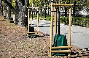 Worki na wodę dla... drzew. Pomysł dla Warszawy