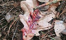 Tak wyglądają polowania na dziki? Ogromna nieostrożność myśliwych