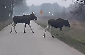 Łosie wychodzą na ulice. Gdzie można je spotkać?