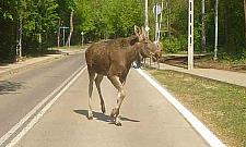 Łosie wychodzą na ulice. Gdzie można je spotkać?