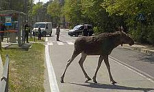 Łosie wychodzą na ulice. Gdzie można je spotkać?