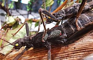 Wystawa nie z tego świata. Tylko dwa miesiące