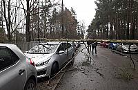 O krok od tragedii przy szkole. Drzewo runęło na samochody
