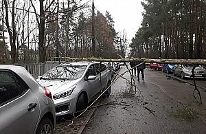 O krok od tragedii przy szkole. Drzewo runęło na samochody