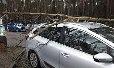 O krok od tragedii przy szkole. Drzewo runęło na samochody