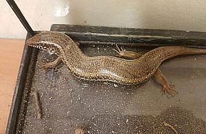 Egzotyczna jaszczurka w aucie. Wezwano straż miejską