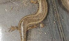 Egzotyczna jaszczurka w aucie. Wezwano straż miejską