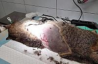 Obdarte ze skóry, podpalone. Na Bemowie ktoś poluje na koty