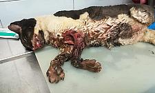 Obdarte ze skóry, podpalone. Na Bemowie ktoś poluje na koty