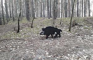 Kto nie lubi dzików? "Sztuczne zwierzęta zagracają las"