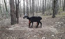 Kto nie lubi dzików? "Sztuczne zwierzęta zagracają las"