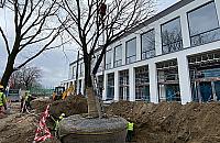 Wycinka już niemodna. Deweloper przesadza dęby