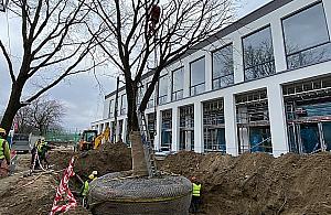 Wycinka już niemodna. Deweloper przesadza dęby