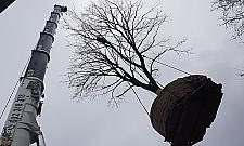 Wycinka już niemodna. Deweloper przesadza dęby