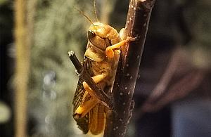 Warszawiacy pokochali... bezkręgowce. Tysiące widzów na wystawie