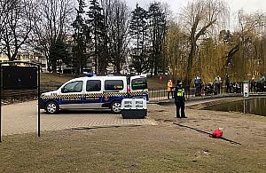 Łabędź potrzebował pomocy na Moczydle. Zaplątał się w żyłkę