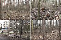 Wielka wycinka w Lesie Bródnowskim. Co się dzieje?