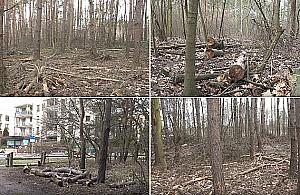 Wielka wycinka w Lesie Bródnowskim. Co się dzieje?