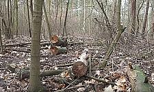 Wielka wycinka w Lesie Bródnowskim. Co się dzieje?