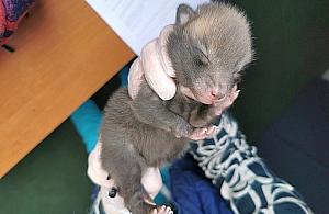 "Małe, puchate stworzenie". Warszawska odpowiedź na Baby Yodę?