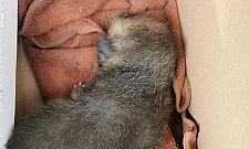 "Małe, puchate stworzenie". Warszawska odpowiedź na Baby Yodę?