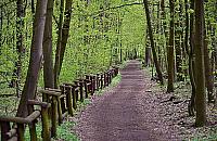 Spacer po lesie dozwolony? "Zamykanie kolejnych miejsc jest bezsensowne"