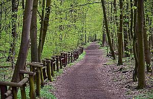 Spacer po lesie dozwolony? "Zamykanie kolejnych miejsc jest bezsensowne"