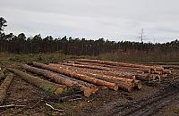 Wycinka w Międzylesiu. Mieszkańcy oburzeni, leśnicy uspokajają