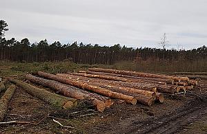 Wycinka w Międzylesiu. Mieszkańcy oburzeni, leśnicy uspokajają