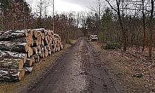 Wycinka w Międzylesiu. Mieszkańcy oburzeni, leśnicy uspokajają