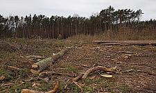 Wycinka w Międzylesiu. Mieszkańcy oburzeni, leśnicy uspokajają