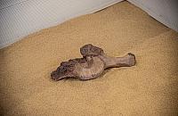 Oto słynny wolski "mamut". Z dużej chmury mały deszcz