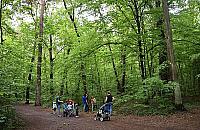 Całkowity zakaz wstępu do lasów. "Czy to już paranoja?"