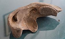 Prehistoryczne odkrycie na budowie. Na Zaciszu żyły słonie