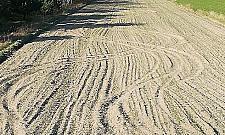 Rozrywka na czas epidemii. "Pojawił się nowy szkodnik"