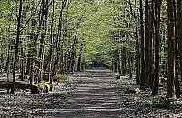 Lasy wolne od maseczek. Można swobodnie oddychać