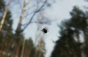 Idziesz do lasu, zostaw telefon. Smartfon przyciąga kleszcze jak magnes