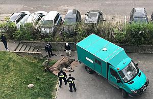 Łoś odwiedził Bemowo i wstrzymał ruch tramwajów