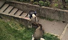 Łoś odwiedził Bemowo i wstrzymał ruch tramwajów