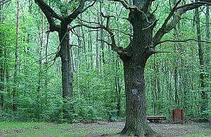 Jabłonna zamyka lasy. Czy grozi to Warszawie?