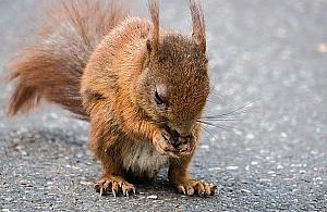 Grupa nastolatków znęcała się nad wiewiórką. Urząd szuka świadków