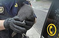 Zauważył kulejącego ptaka. Wezwał straż miejską