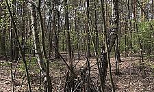 Wysyp dziwnych szałasów w lasach. Bezmyślność rodziców z dziećmi?