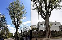 Wiekowa topola do wycinki. "To nie kaprys urzędnika"