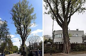 Wiekowa topola do wycinki. "To nie kaprys urzędnika"