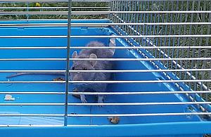 Pupil się znudził i wylądował z klatką w krzakach. "To przestępstwo"