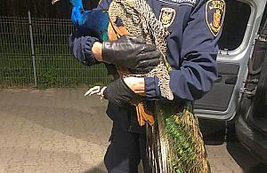 Na Białołękę przyfrunął paw. "Mieszkanka bała się wyjść do ogrodu"