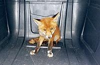 Niecodzienny gość na Powązkowskiej. "Głodny i zagubiony"