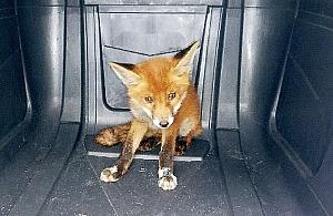 Niecodzienny gość na Powązkowskiej. "Głodny i zagubiony"