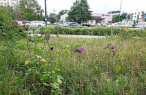 Legionowo w polnych kwiatach. Łąki zastąpią trawniki